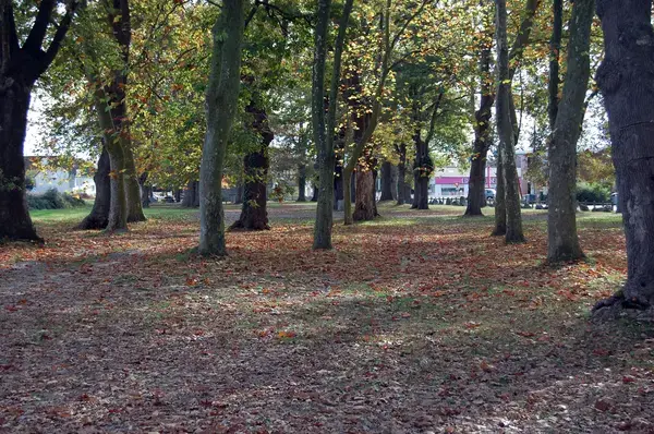 Conseil Monte Escalier Monte escalier Idron
