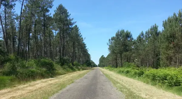 Conseil Monte Escalier Monte escalier Maillas